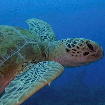 เปิดตำนาน วิธีการเล่นหุ้นแบบ “เซียนเต่า” The Turtle Traders !! (ตอนที่ 8) เปิดตำนาน วิธีการเล่นหุ้นแบบ “เซียนเต่า” The Turtle Traders !! (ตอนที่ 8)